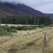 Applecross Deer