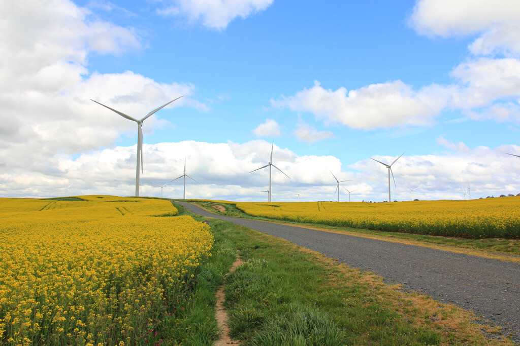 Windfarm amongst a canola crop by leggzy