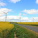 Windfarm amongst a canola crop