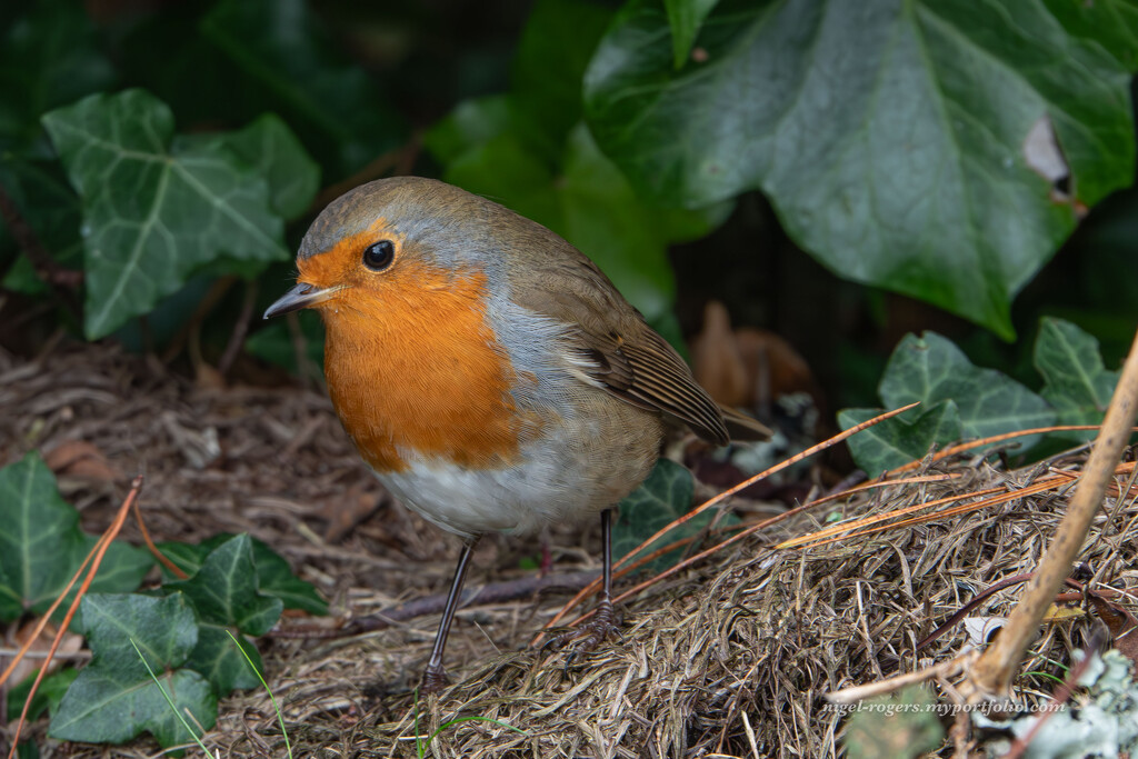 Robin by nigelrogers