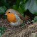 Robin