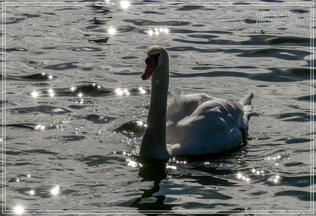 Sparkling Water (best viewed on black) by carolmw