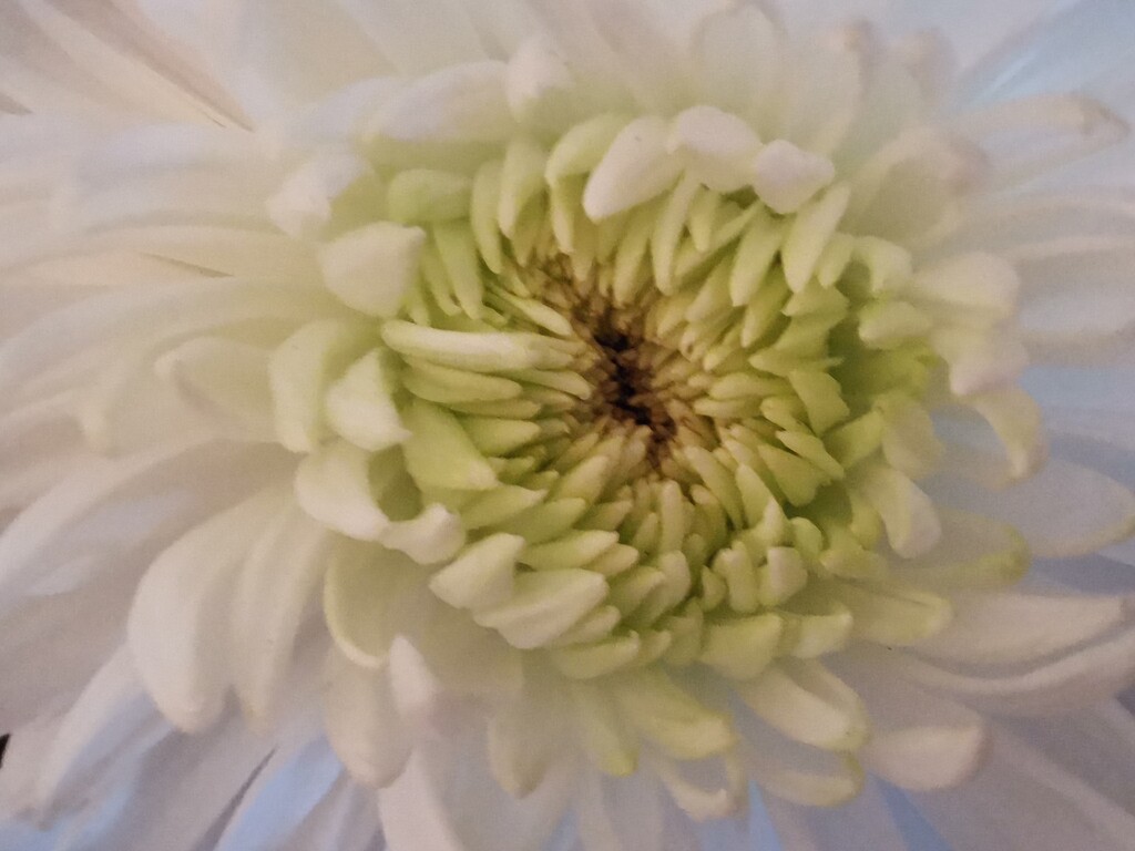 White Chrysanthemum  by plainjaneandnononsense