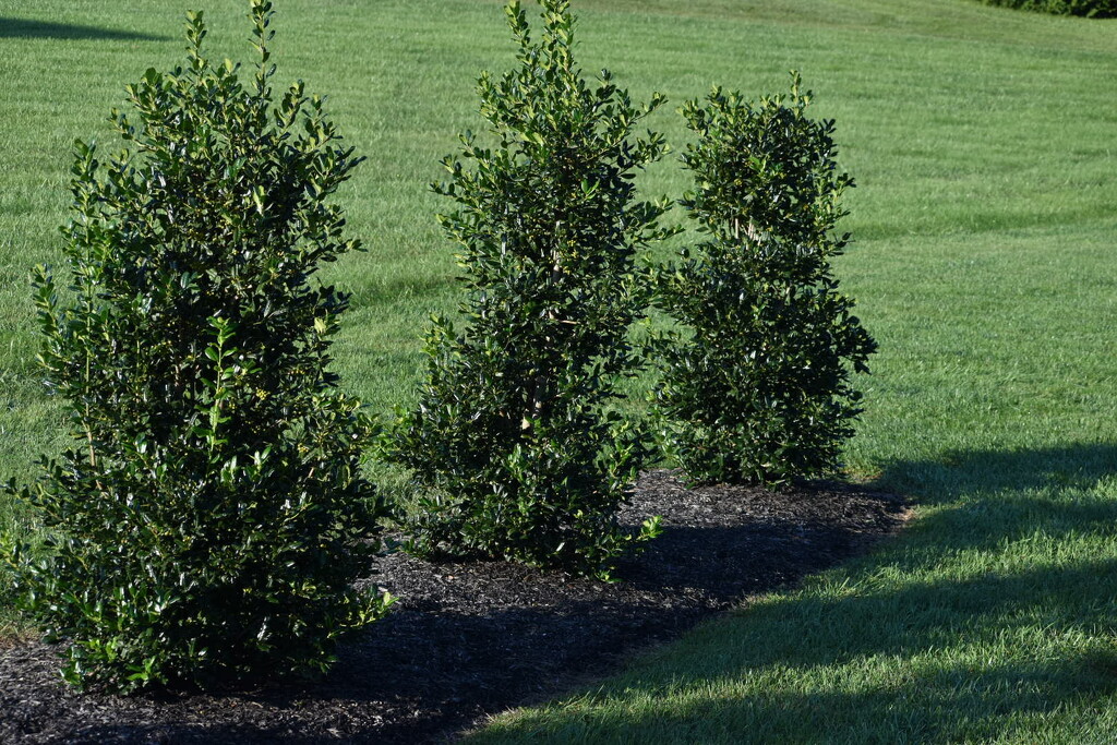 Crepe Myrtles by bjywamer