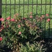 Swimming Pool Landscaping...