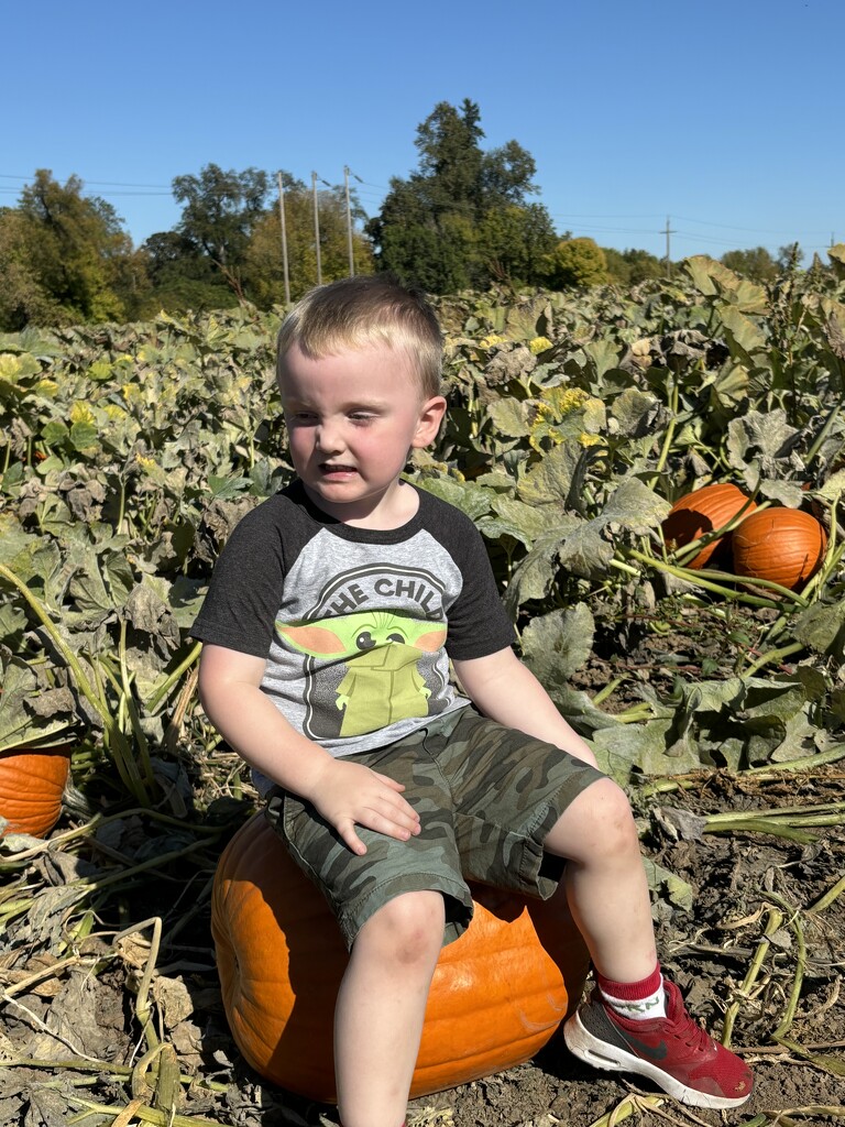 Visit to the Pumpkin patch by pirish