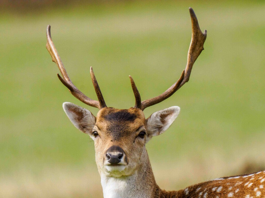 Fallow Deer. by padlock