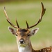 Fallow Deer.