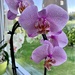 Latest Orchid