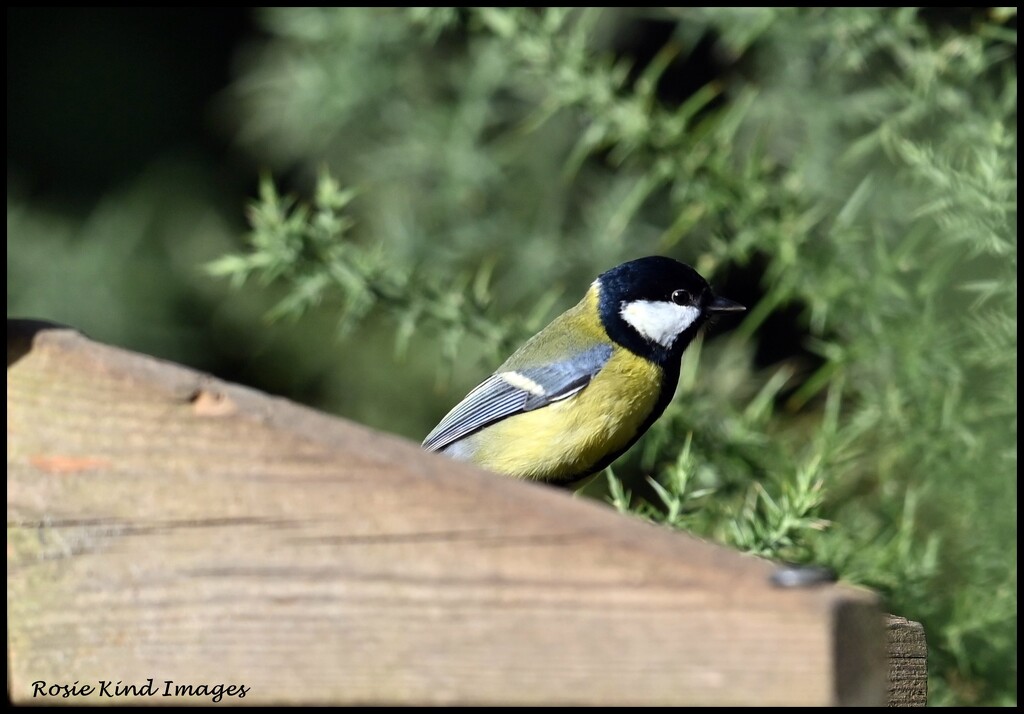 Dear little great tit by rosiekind