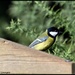 Dear little great tit