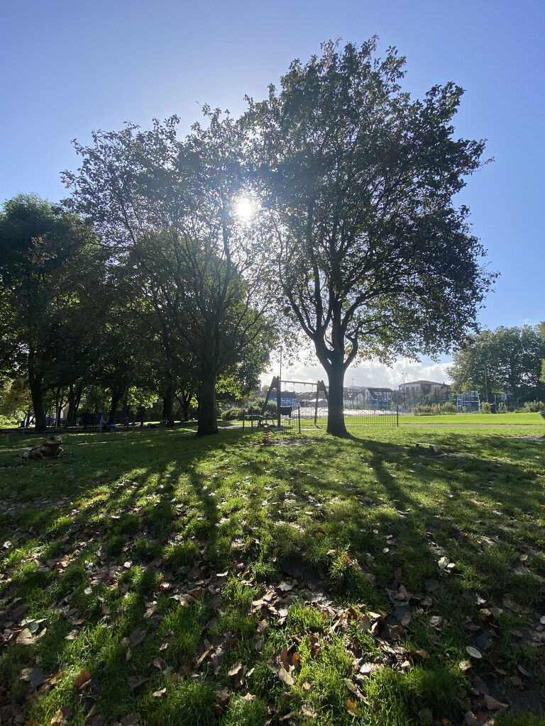 long shadows and tall trees by cam365pix