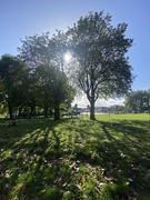 7th Oct 2024 - long shadows and tall trees