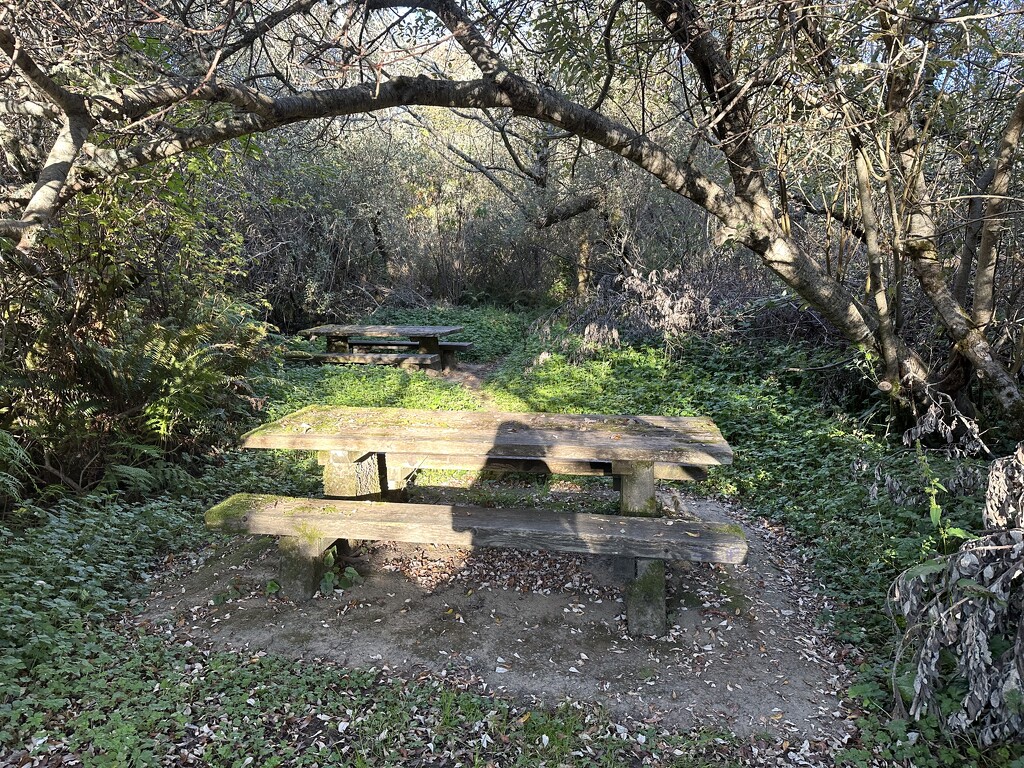 Overgrown picnic grounds by pandorasecho