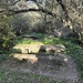 Overgrown picnic grounds