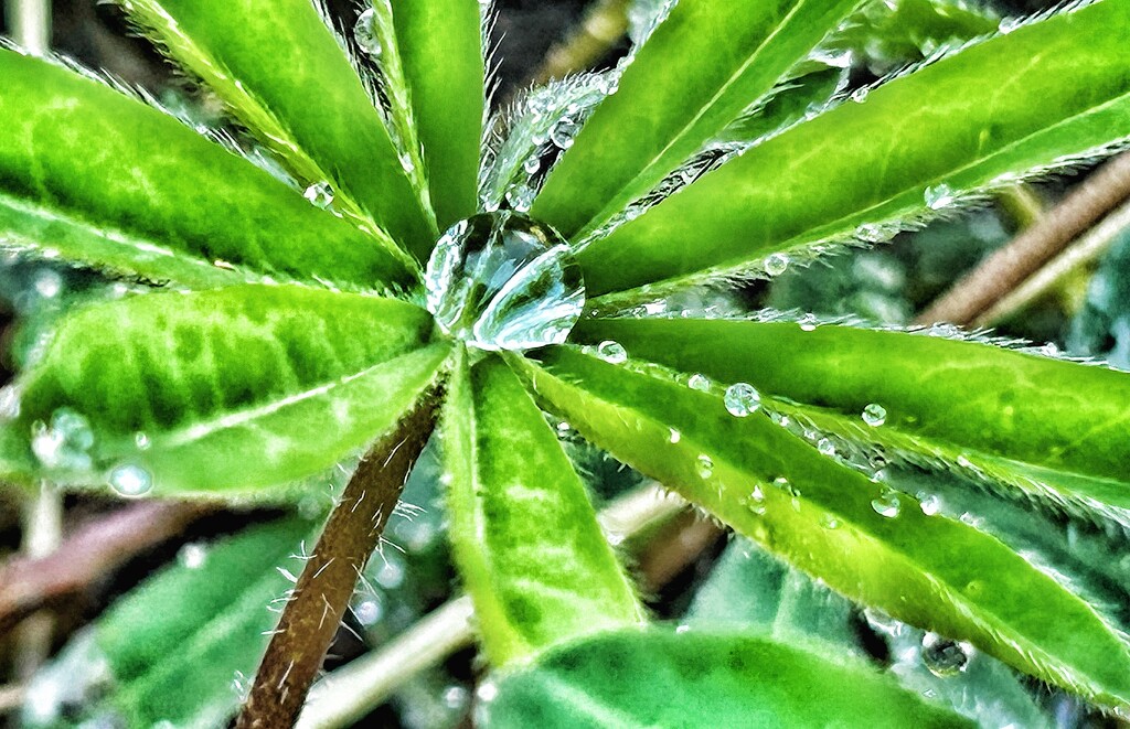 Raindrops on Lupins by carole_sandford