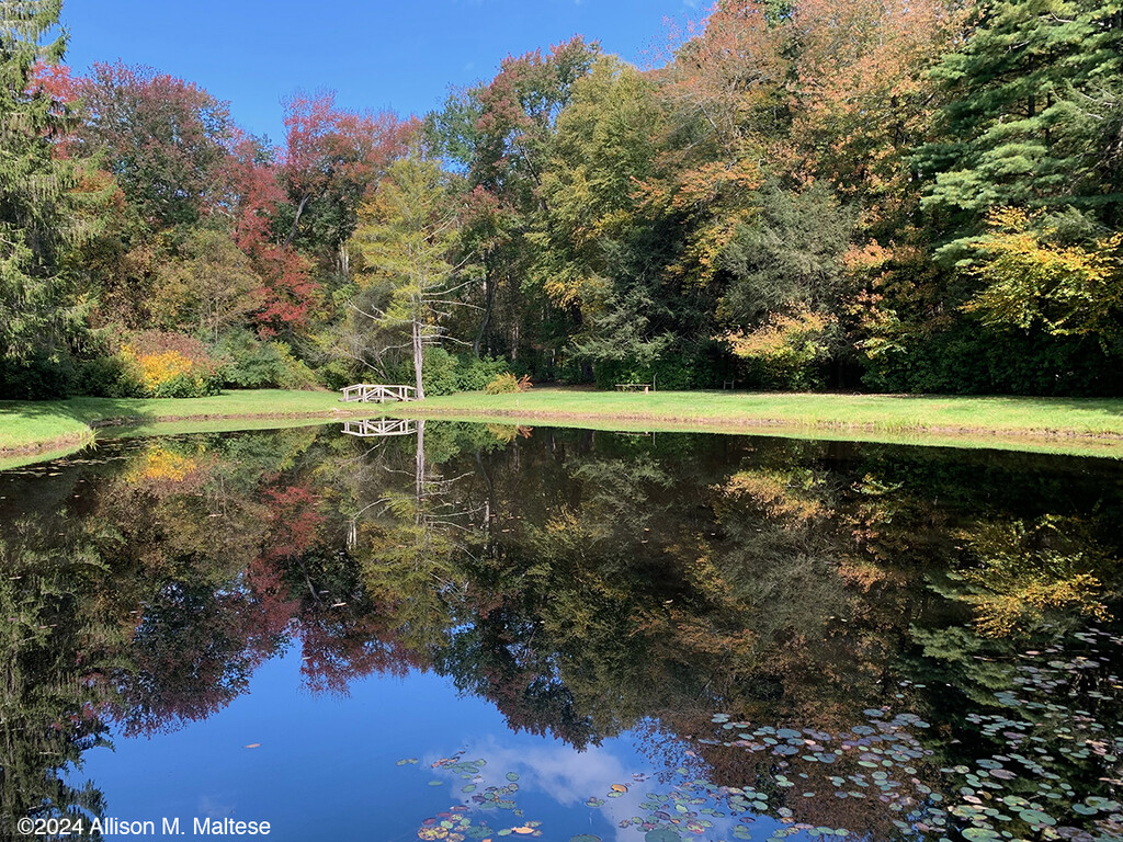 The Pond by falcon11