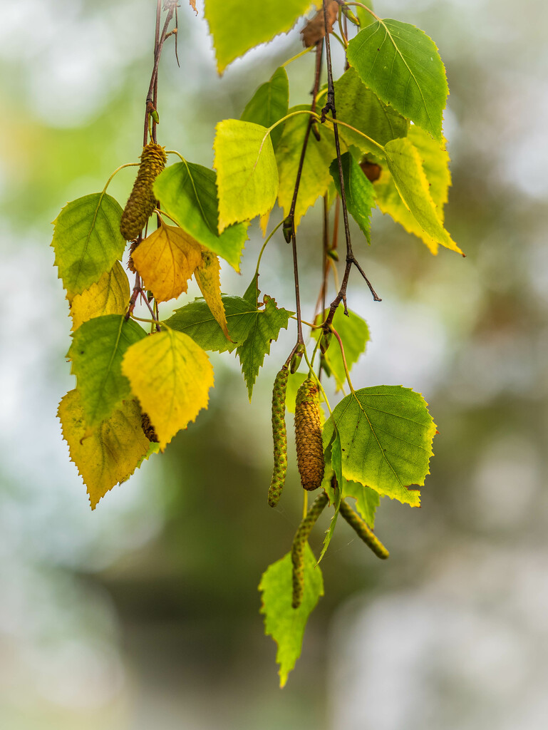 Birch leaves in autumn by haskar