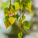 Birch leaves in autumn