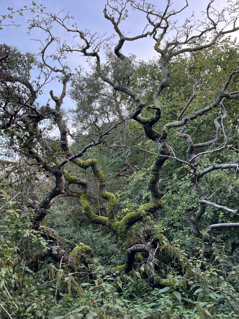 Crooked branches by helenawall