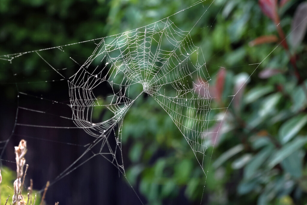 Dew on the cobweb... by neil_ge