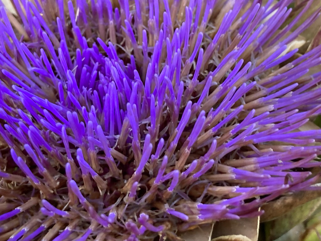 Globe Artichoke Flower by cataylor41