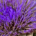 Globe Artichoke Flower