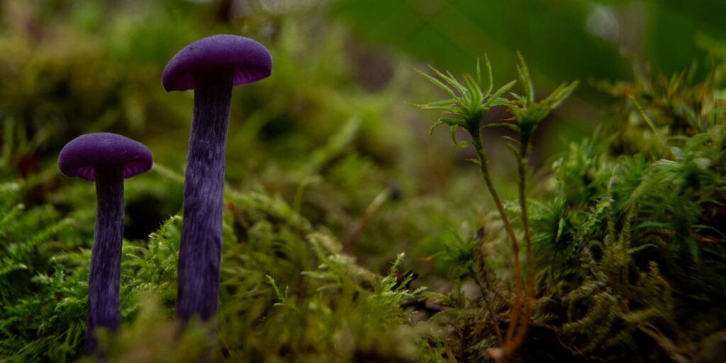 Purple Mushrooms by hannahcallier