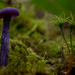 Purple Mushrooms