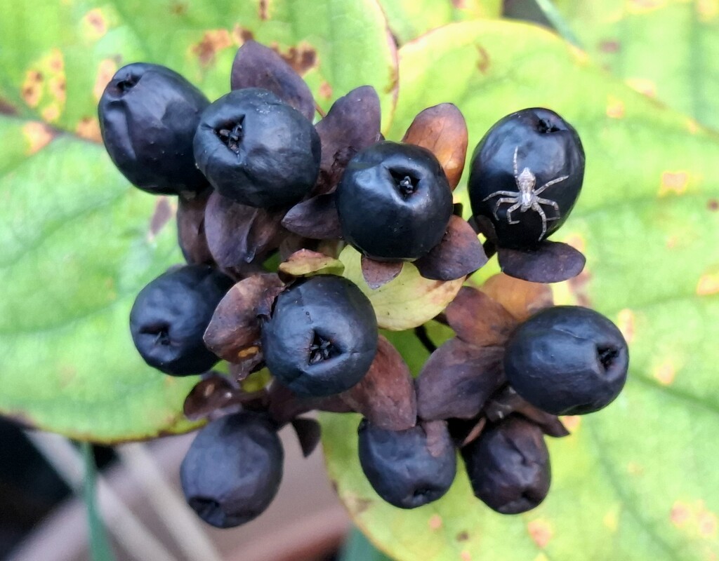 Day 280/366. Autumn berries with tiny spider. by fairynormal