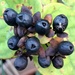 Day 280/366. Autumn berries with tiny spider.