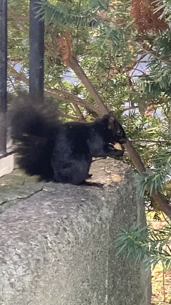 Two Peanut Squirrel by spanishliz