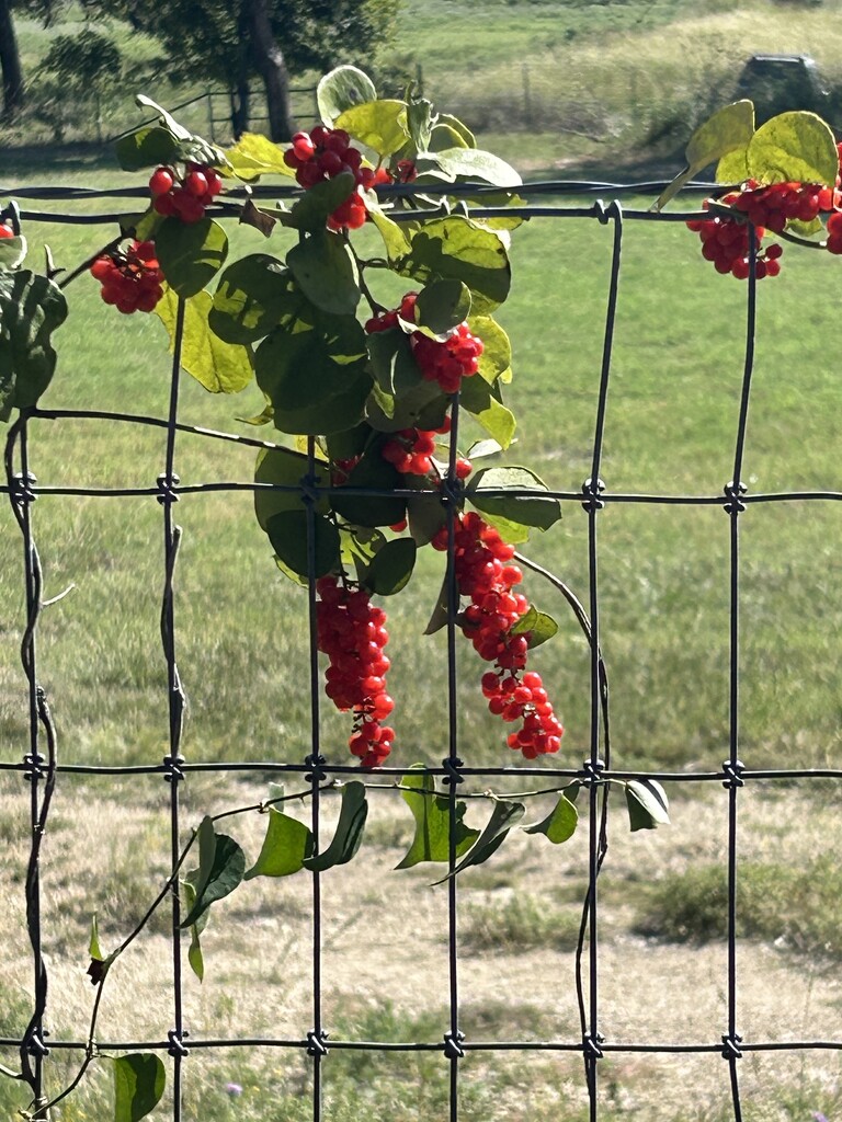 Berries! by bellasmom