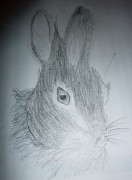 3rd Feb 2011 - Rabbit Art