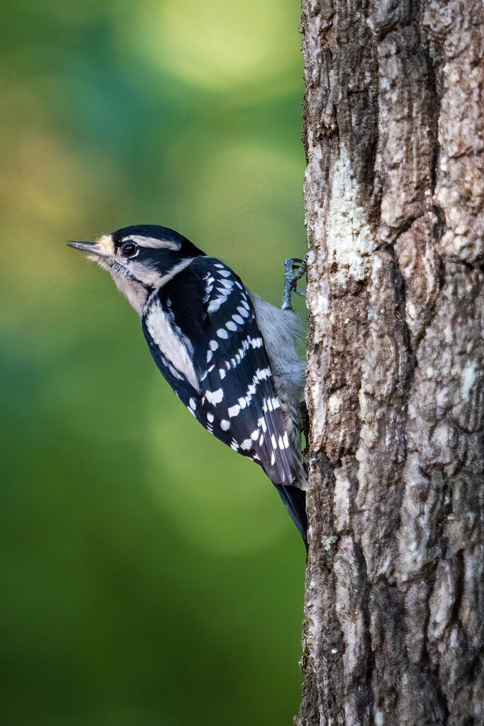 Downy Woodpecker by kvphoto