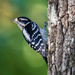 Downy Woodpecker