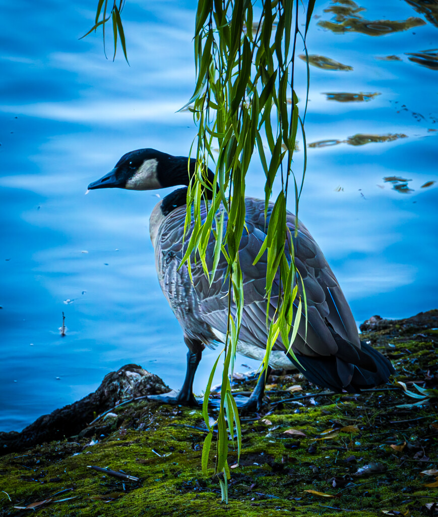 Peekaboo Goose by veronicalevchenko