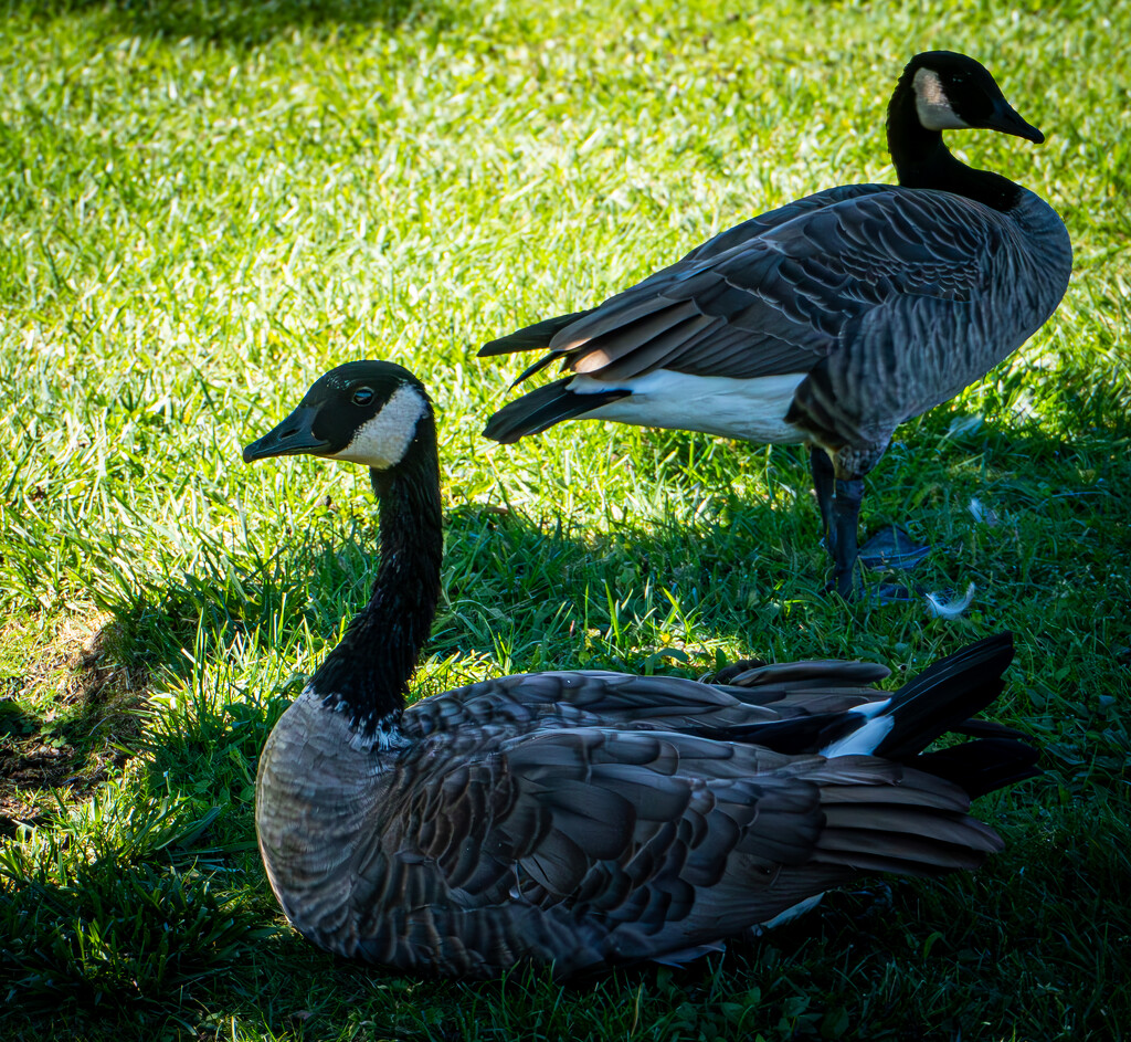 Feathered Watchers by veronicalevchenko