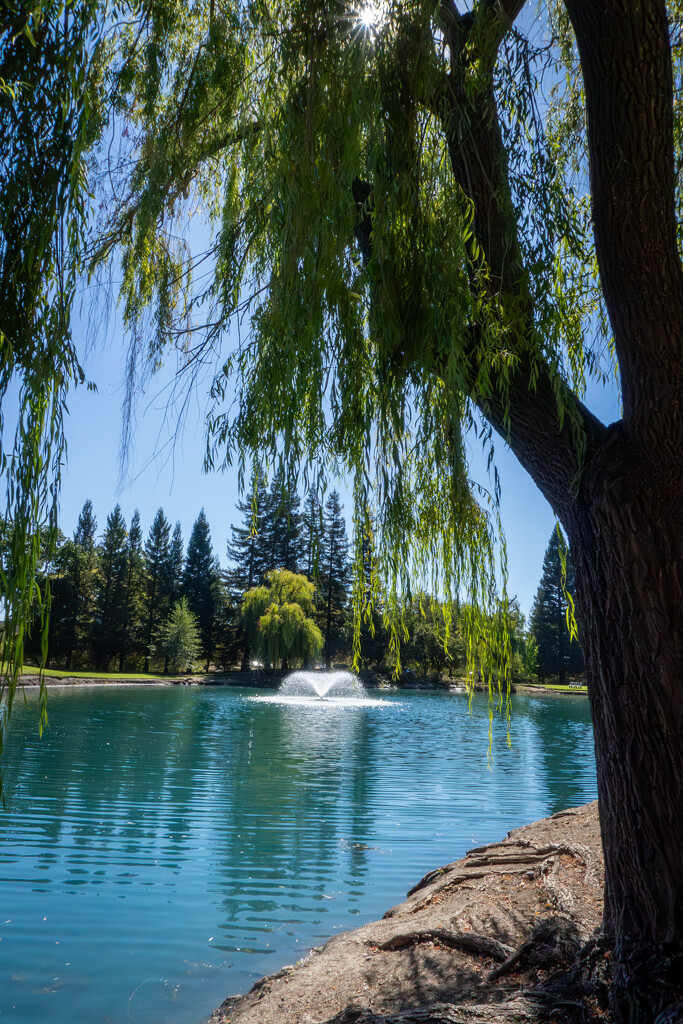 Under the Willow’s Canopy by veronicalevchenko