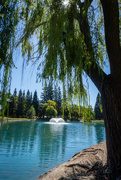 6th Oct 2024 - Under the Willow’s Canopy