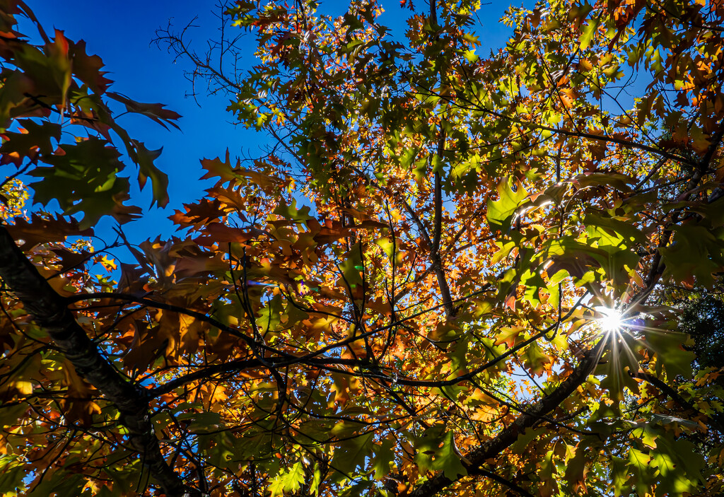 Autumn Oaks by veronicalevchenko