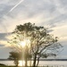 Low sun through the tree branches