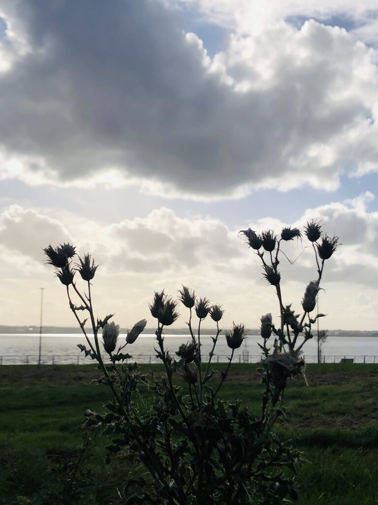 Thistles and a moody sky by sleepingexplorer