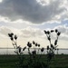 Thistles and a moody sky