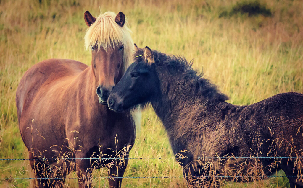 Sweet Horses by pdulis