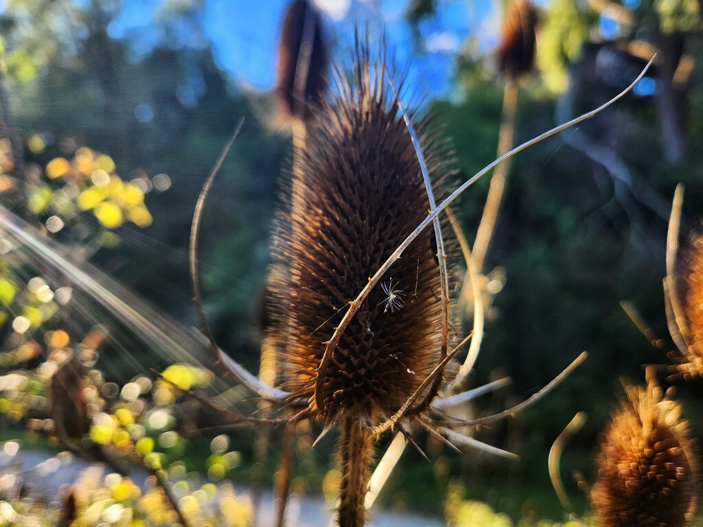 Teasel in the setting sun by ljmanning