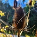 Teasel in the setting sun