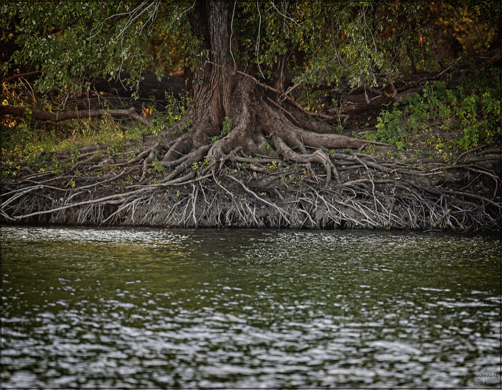 Roots by bluemoon