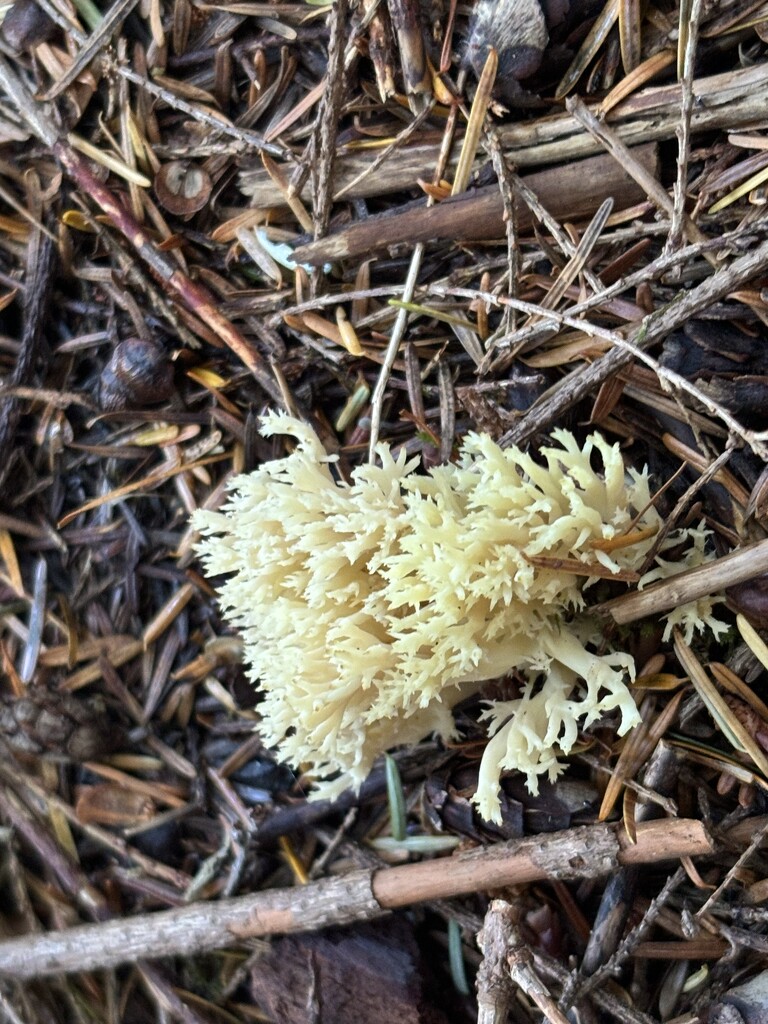 White coral fungus by pirish