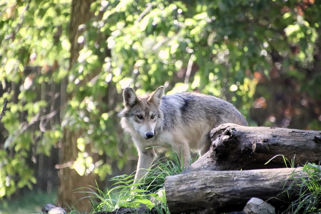 Wolf Pup At 5 Months by randy23